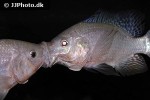 oreochromis niloticus oreochromis niloticus