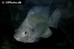oreochromis niloticus oreochromis niloticus