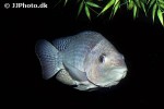 oreochromis niloticus oreochromis niloticus