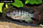 oreochromis niloticus oreochromis niloticus