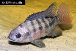 oreochromis niloticus oreochromis niloticus