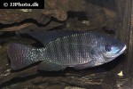 oreochromis niloticus oreochromis niloticus
