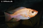 oreochromis niloticus oreochromis niloticus