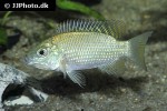 oreochromis schweibschi oreochromis schweibschi