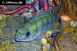 oreochromis schweibschi oreochromis schweibschi