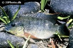 oreochromis urolepis oreochromis urolepis