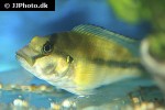 orthochromis stormsi orthochromis stormsi