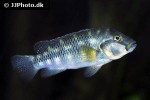 orthochromis stormsi orthochromis stormsi