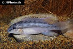 parananochromis caudifasciatus parananochromis caudifasciatus