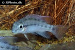 parananochromis caudifasciatus parananochromis caudifasciatus