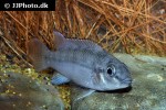 parananochromis caudifasciatus parananochromis caudifasciatus
