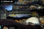 parananochromis caudifasciatus parananochromis caudifasciatus