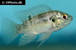 pelmatochromis nigrofasciatus pelmatochromis nigrofasciatus