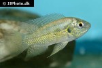 pelmatochromis nigrofasciatus pelmatochromis nigrofasciatus