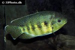 pelmatolapia mariae pelmatolapia mariae