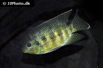 pelmatolapia mariae pelmatolapia mariae
