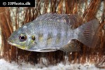 pelmatolapia mariae pelmatolapia mariae