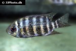 pelmatolapia mariae pelmatolapia mariae