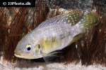 pelmatolapia mariae pelmatolapia mariae