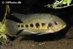 pelmatolapia mariae pelmatolapia mariae