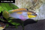 pelvicachromis drachenfelsi pelvicachromis drachenfelsi
