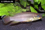 pelvicachromis drachenfelsi pelvicachromis drachenfelsi