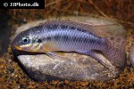 pelvicachromis kribensis pelvicachromis kribensis