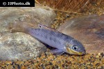 pelvicachromis kribensis pelvicachromis kribensis