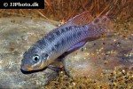 pelvicachromis kribensis pelvicachromis kribensis