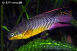 pelvicachromis kribensis pelvicachromis kribensis