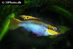 pelvicachromis kribensis pelvicachromis kribensis