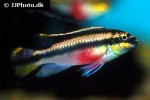 pelvicachromis pulcher pelvicachromis pulcher