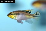 pelvicachromis pulcher pelvicachromis pulcher