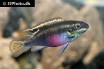 pelvicachromis pulcher pelvicachromis pulcher