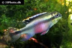 pelvicachromis pulcher pelvicachromis pulcher