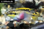 pelvicachromis pulcher pelvicachromis pulcher