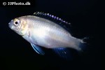 pelvicachromis pulcher albino pelvicachromis pulcher albino