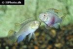 pelvicachromis pulcher albino pelvicachromis pulcher albino