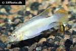pelvicachromis pulcher albino pelvicachromis pulcher albino