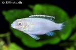 pelvicachromis pulcher albino pelvicachromis pulcher albino