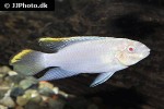 pelvicachromis pulcher albino pelvicachromis pulcher albino