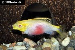 pelvicachromis pulcher albino pelvicachromis pulcher albino