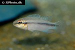 pelvicachromis roloffi pelvicachromis roloffi