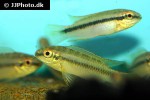 pelvicachromis roloffi pelvicachromis roloffi