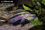 pelvicachromis sacrimontis pelvicachromis sacrimontis