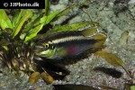 pelvicachromis sacrimontis pelvicachromis sacrimontis