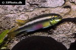 pelvicachromis sacrimontis pelvicachromis sacrimontis