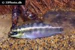 pelvicachromis sacrimontis pelvicachromis sacrimontis