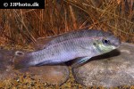 pelvicachromis sacrimontis pelvicachromis sacrimontis