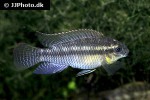 pelvicachromis silviae pelvicachromis silviae
